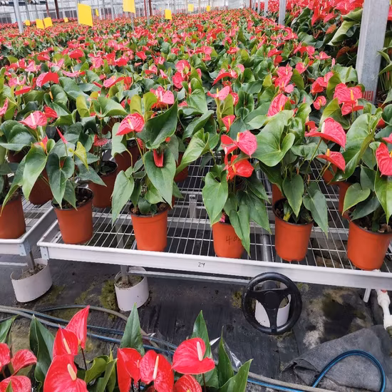 Стол для посева в теплице/стол для лотка для приливов и отливов для гидропоники